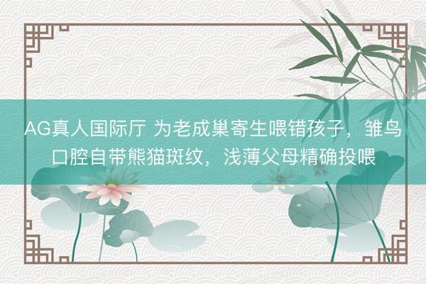 AG真人国际厅 为老成巢寄生喂错孩子，雏鸟口腔自带熊猫斑纹，浅薄父母精确投喂