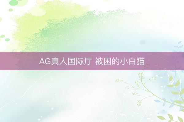 AG真人国际厅 被困的小白猫