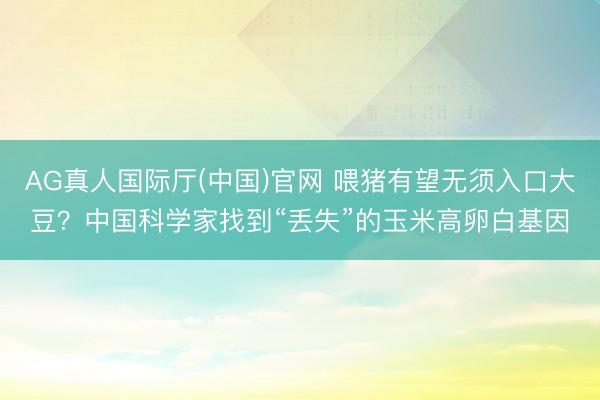 AG真人国际厅(中国)官网 喂猪有望无须入口大豆？中国科学家找到“丢失”的玉米高卵白基因